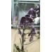 Орхидея Каода 2 ветки (Кaoda)